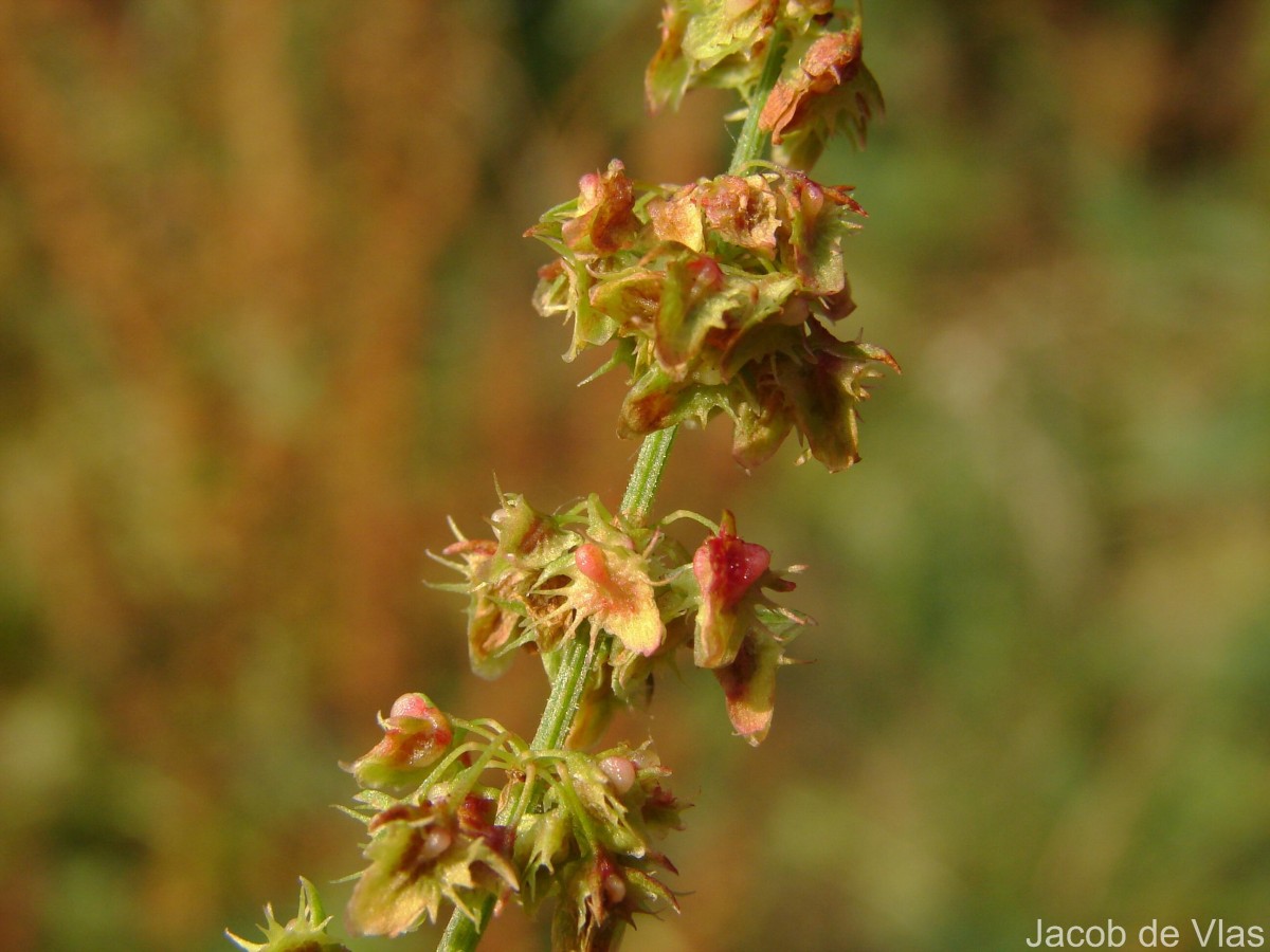 Rumex crispus L.